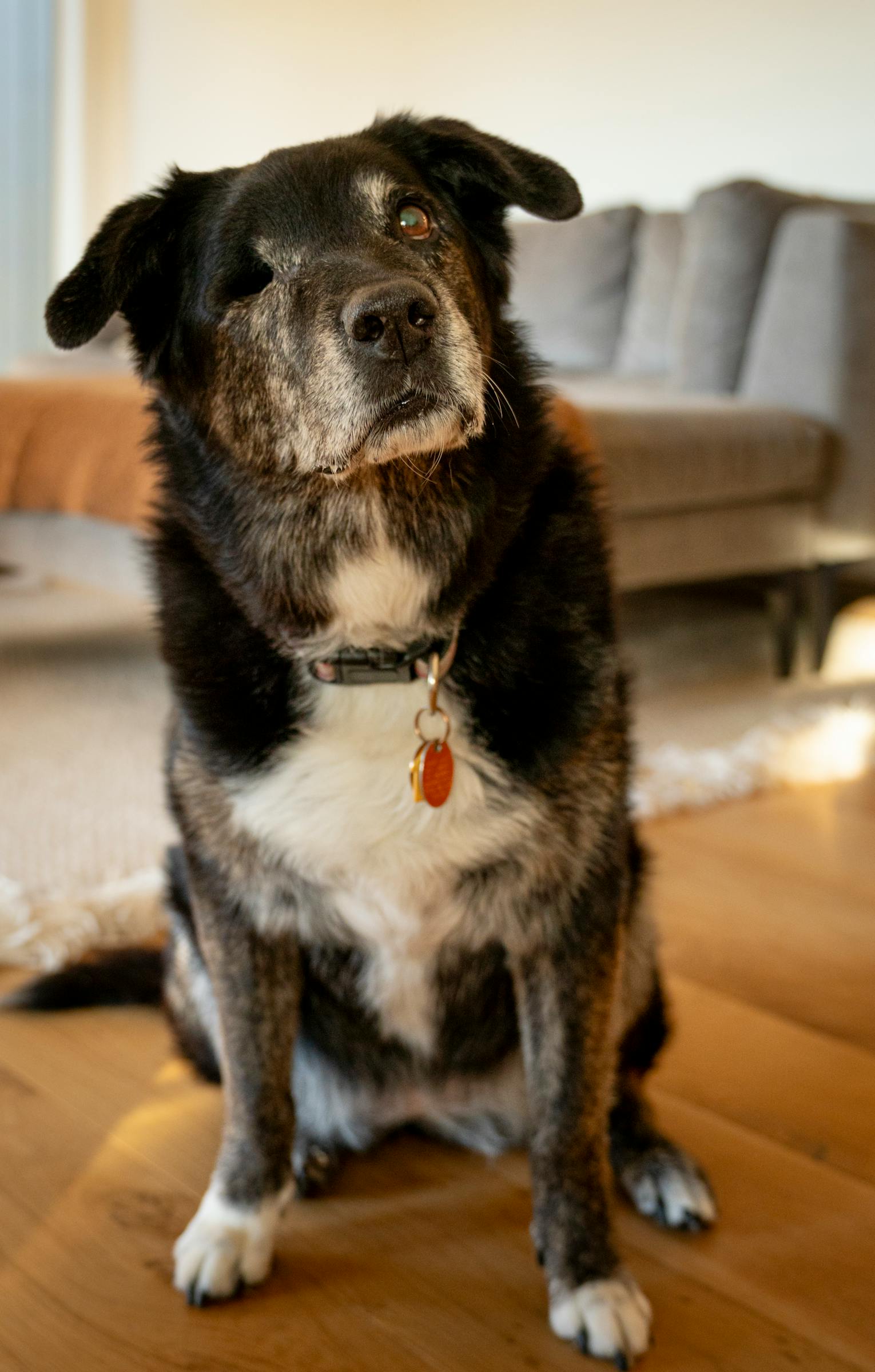 A senior at home with their dog, conveying companionship and the comfort of staying home.